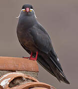 Inca Tern