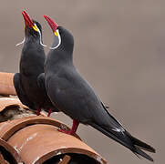 Inca Tern