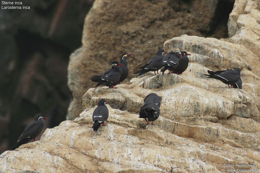 Inca Tern