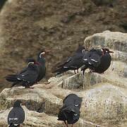 Inca Tern