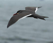 Inca Tern