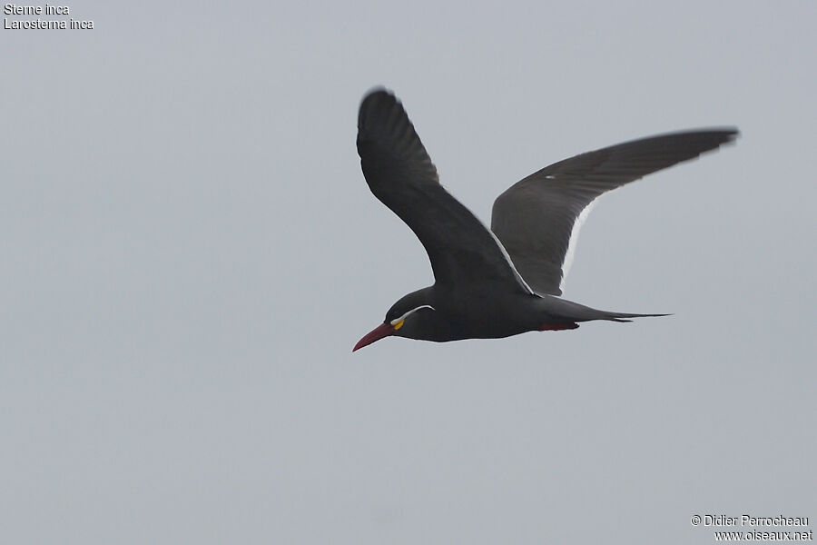 Inca Tern