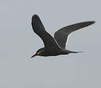 Inca Tern