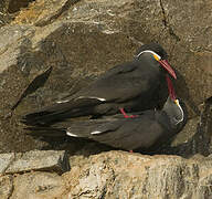 Inca Tern