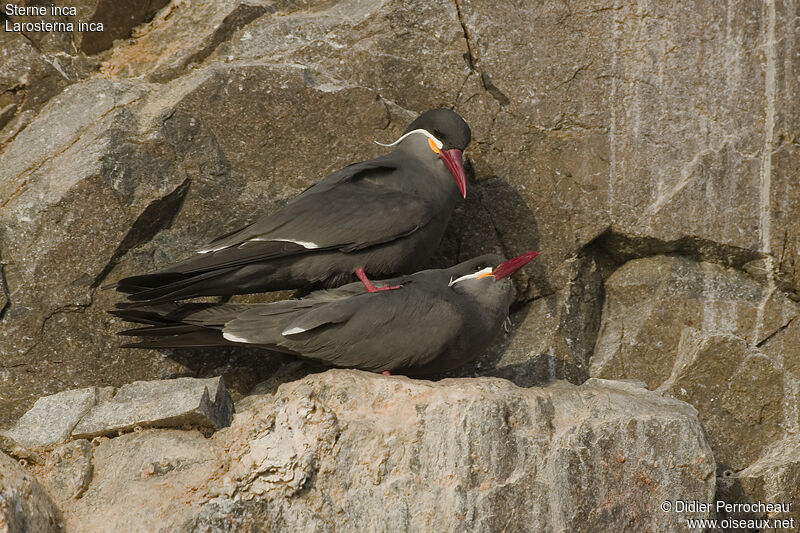 Inca Tern, Reproduction-nesting, Behaviour