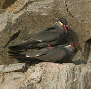 Inca Tern