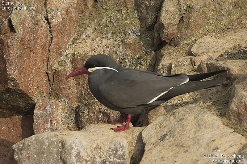 Sterne inca, identification