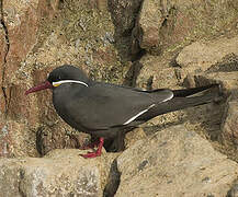 Inca Tern