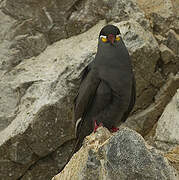 Inca Tern