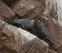 Inca Tern