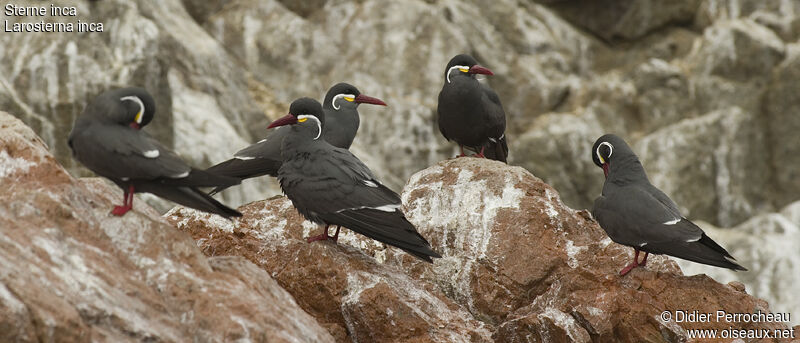 Inca Tern