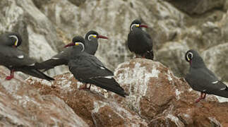 Inca Tern