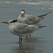 Royal Tern