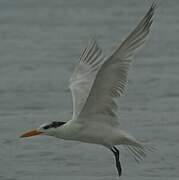 Royal Tern