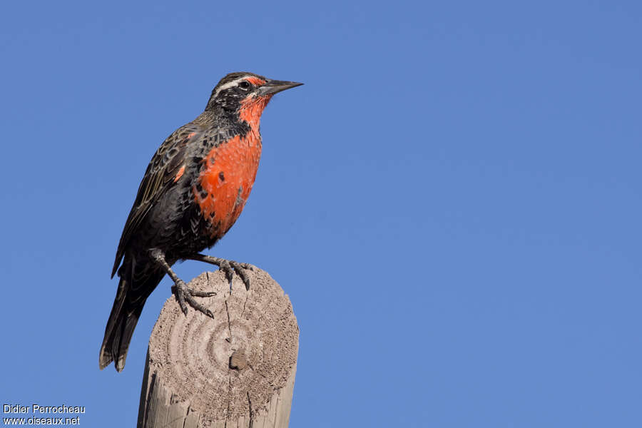 Long-tailed Meadowlark male adult, identification