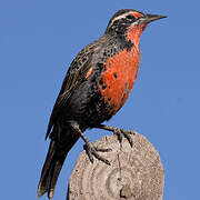 Long-tailed Meadowlark