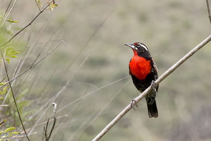 Sturnelle du Pérou mâle adulte, identification