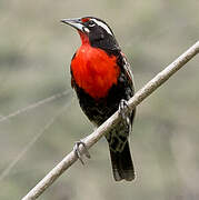 Peruvian Meadowlark