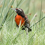 Peruvian Meadowlark