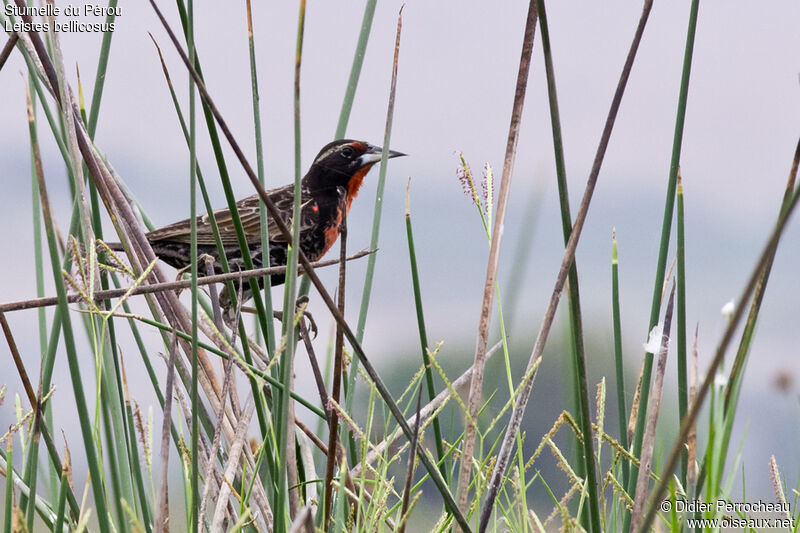 Peruvian Meadowlark