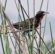 Peruvian Meadowlark