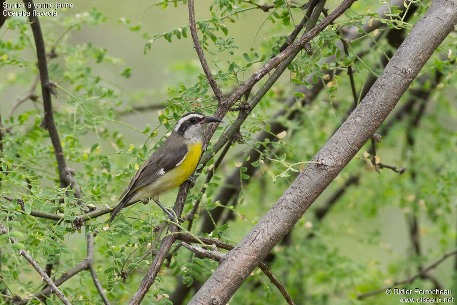 Bananaquit