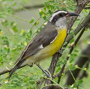 Bananaquit