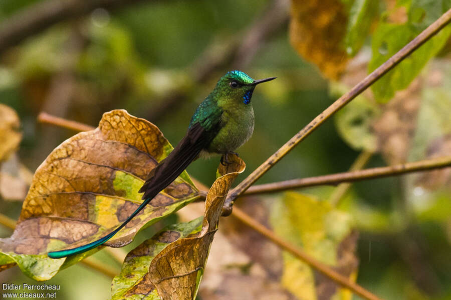 Long-tailed Sylph male adult, identification