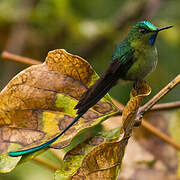 Long-tailed Sylph