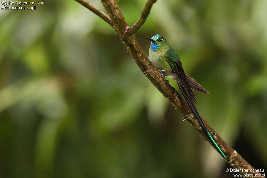 Long-tailed Sylph male adult