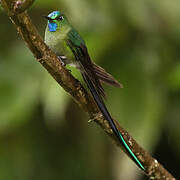 Long-tailed Sylph