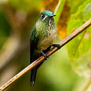 Long-tailed Sylph