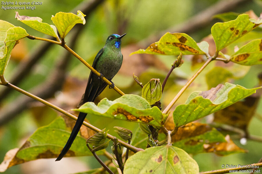 Long-tailed Sylph male adult