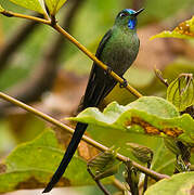 Long-tailed Sylph