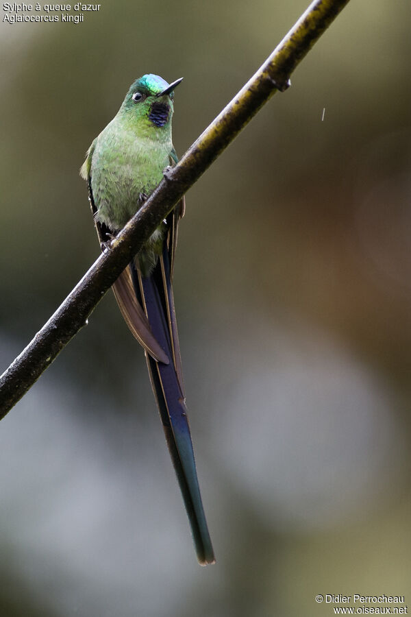 Long-tailed Sylph