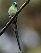 Long-tailed Sylph