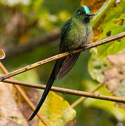 Long-tailed Sylph