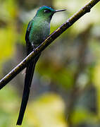 Long-tailed Sylph