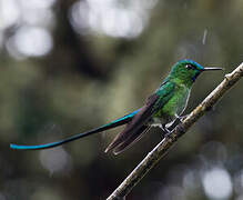 Long-tailed Sylph