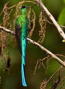 Long-tailed Sylph