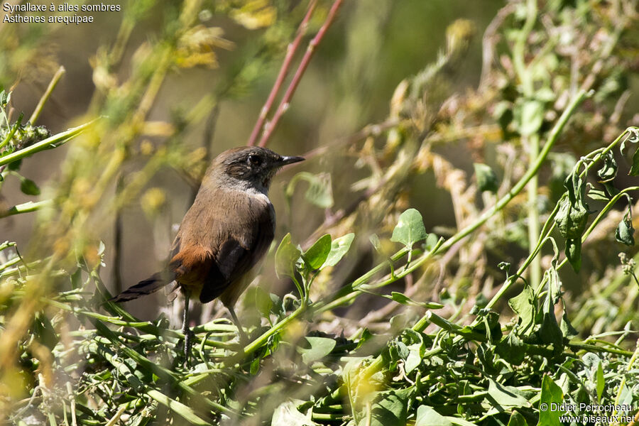 Dark-winged Canastero