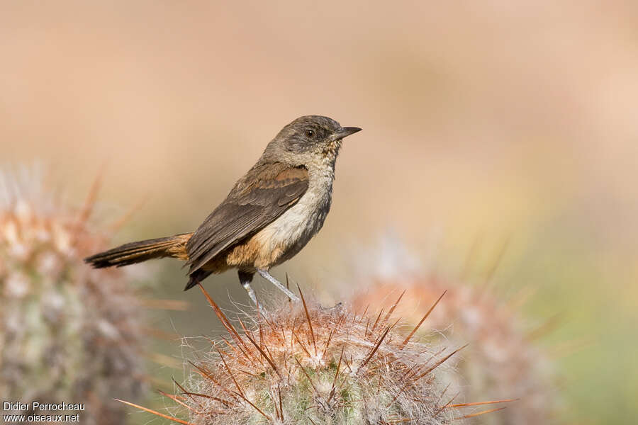 Dark-winged Canastero, identification