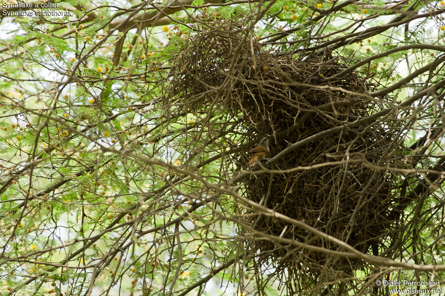 Necklaced Spinetail