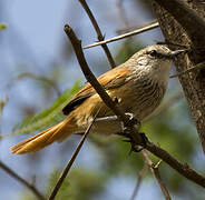 Necklaced Spinetail