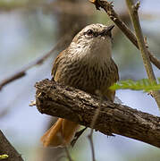 Necklaced Spinetail