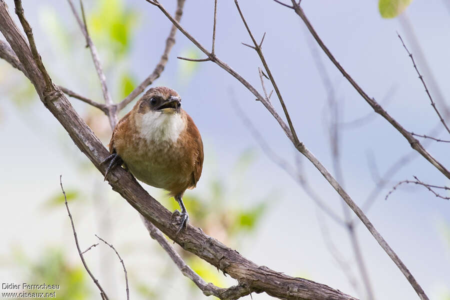 Chestnut-backed Thornbirdjuvenile, identification