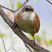 Chestnut-backed Thornbird