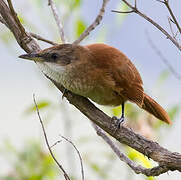 Chestnut-backed Thornbird