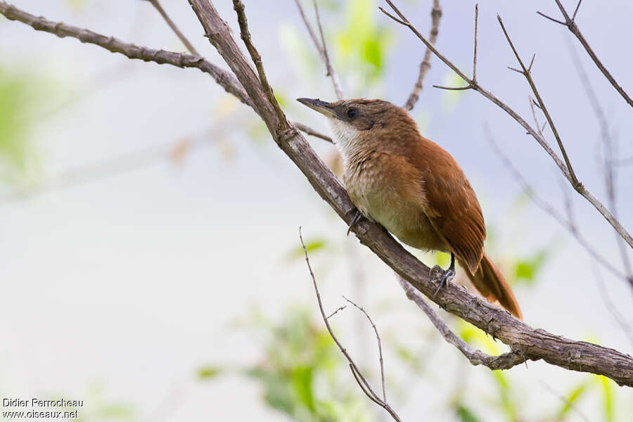 Chestnut-backed Thornbird, close-up portrait