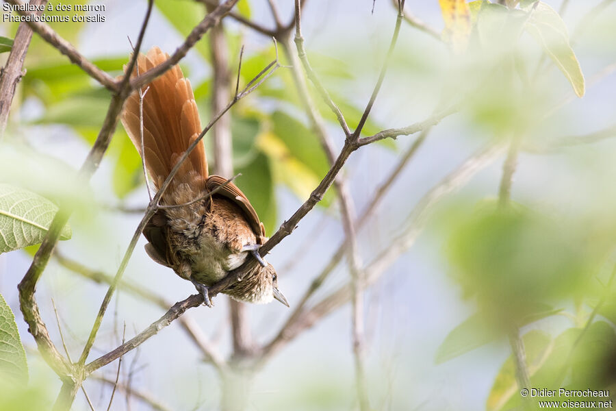 Chestnut-backed Thornbird